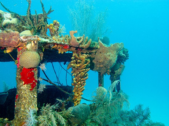 Closeup of the sponges and coral encrusted on the wheelhouse of the Doc Poulson Feb 2, 2012 9:48 AM : Diving, Grand Cayman