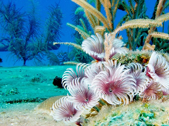 Feb 2, 2012 9:53 AM : Diving, Grand Cayman