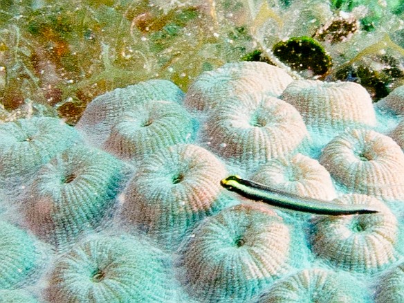 A Cleaning Goby perched on a brain coral Feb 2, 2012 10:04 AM : Diving, Grand Cayman