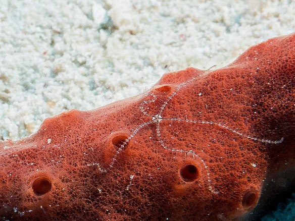 Thanks to Chris for finding this tiny juvenile Sponge Brittle Star Feb 2, 2012 10:08 AM : Diving, Grand Cayman