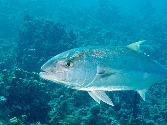 A huge amberjack was cruising the reef by the Doc Poulson Feb 2, 2012 10:18 AM : Diving, Grand Cayman