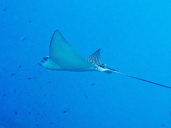 One of two spotted eagle rays we saw above the Doc Poulson Feb 2, 2012 10:20 AM : Diving, Grand Cayman