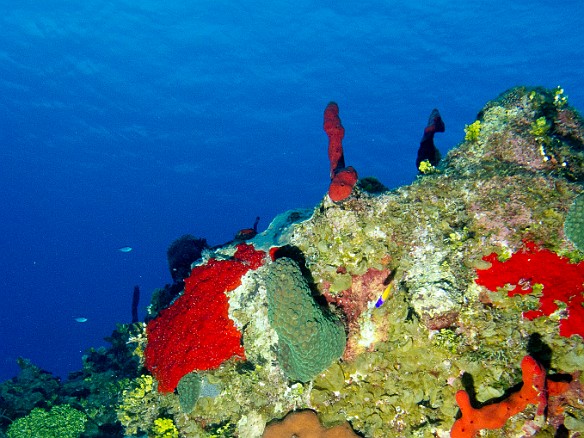 The reef system at Sand Chute started my fourth day of diving Feb 2, 2012 8:08 AM : Diving, Grand Cayman