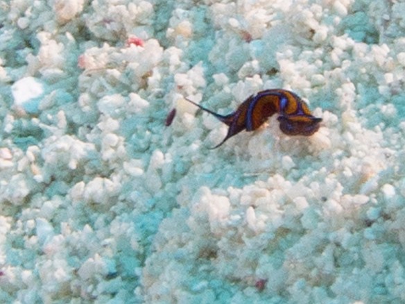 A tiny Leech Headshield Slug at Sand Chute Feb 2, 2012 8:31 AM : Diving, Grand Cayman