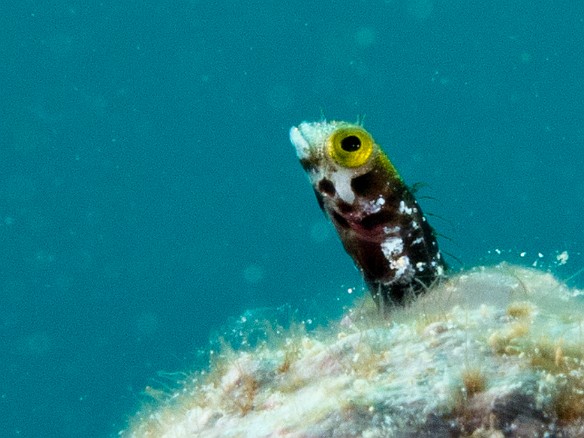 This Spinyhead Blenny poking it's head out of a coral head was so small (less than 1 cm) that I could barely make it out with my old eyes. It took lots of concentration and steadiness to focus on the right thing. Jan 28, 2012 11:28 AM : Diving, Grand Cayman