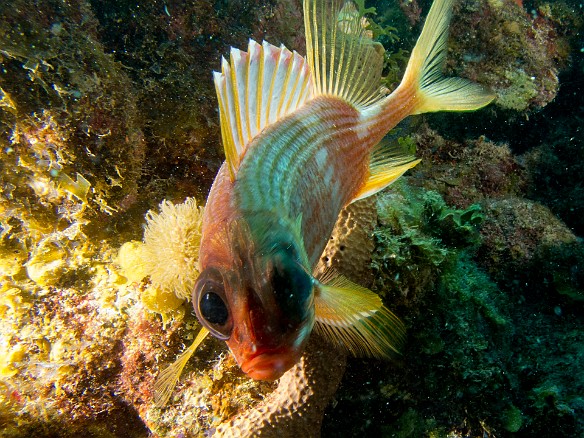Lighting the squirrelfish from behind to illuminate the fins and add interest. I must say, also quite a challenge to get the eyes as the focus point for the camera. Jan 28, 2012 11:47 AM : Diving, Grand Cayman