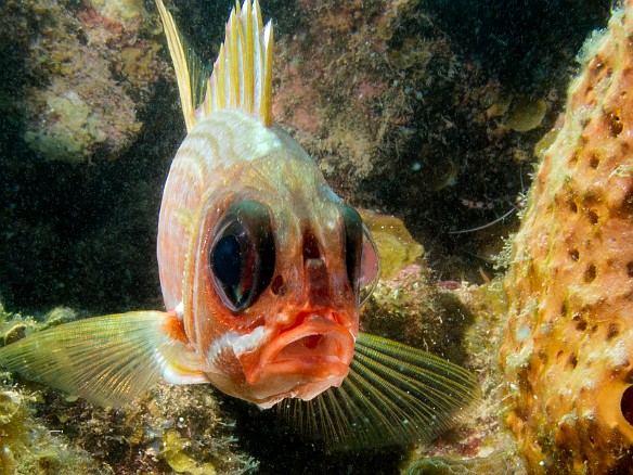 Slightly different strobe positioning, lighting from the side and behind highlights the translucence of the squirrelfish's body and especially the mouth. Jan 28, 2012 11:50 AM : Diving, Grand Cayman