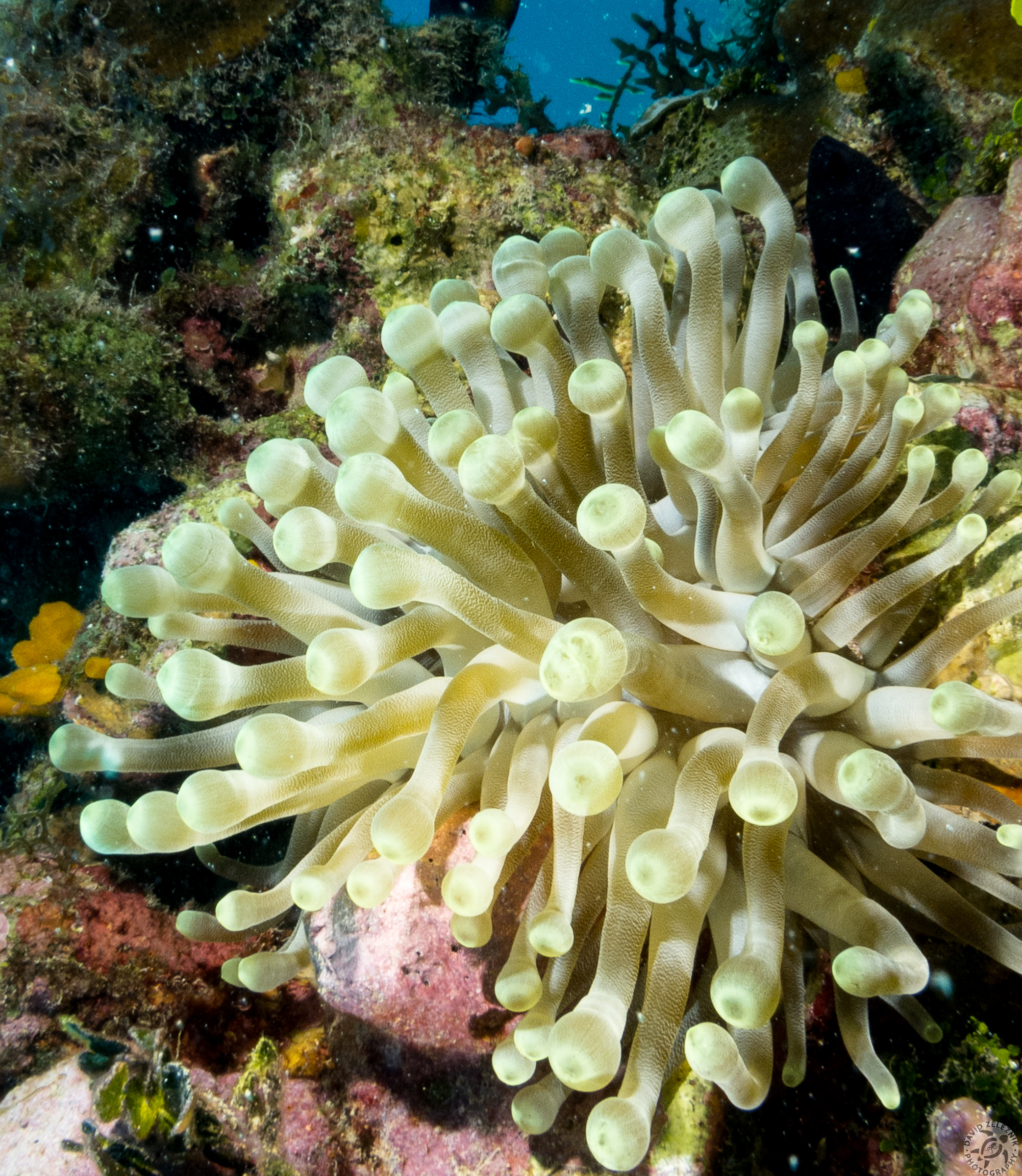 Giant Anemone<br/><small>Lost Treasure dive site, Grand Cayman</small>