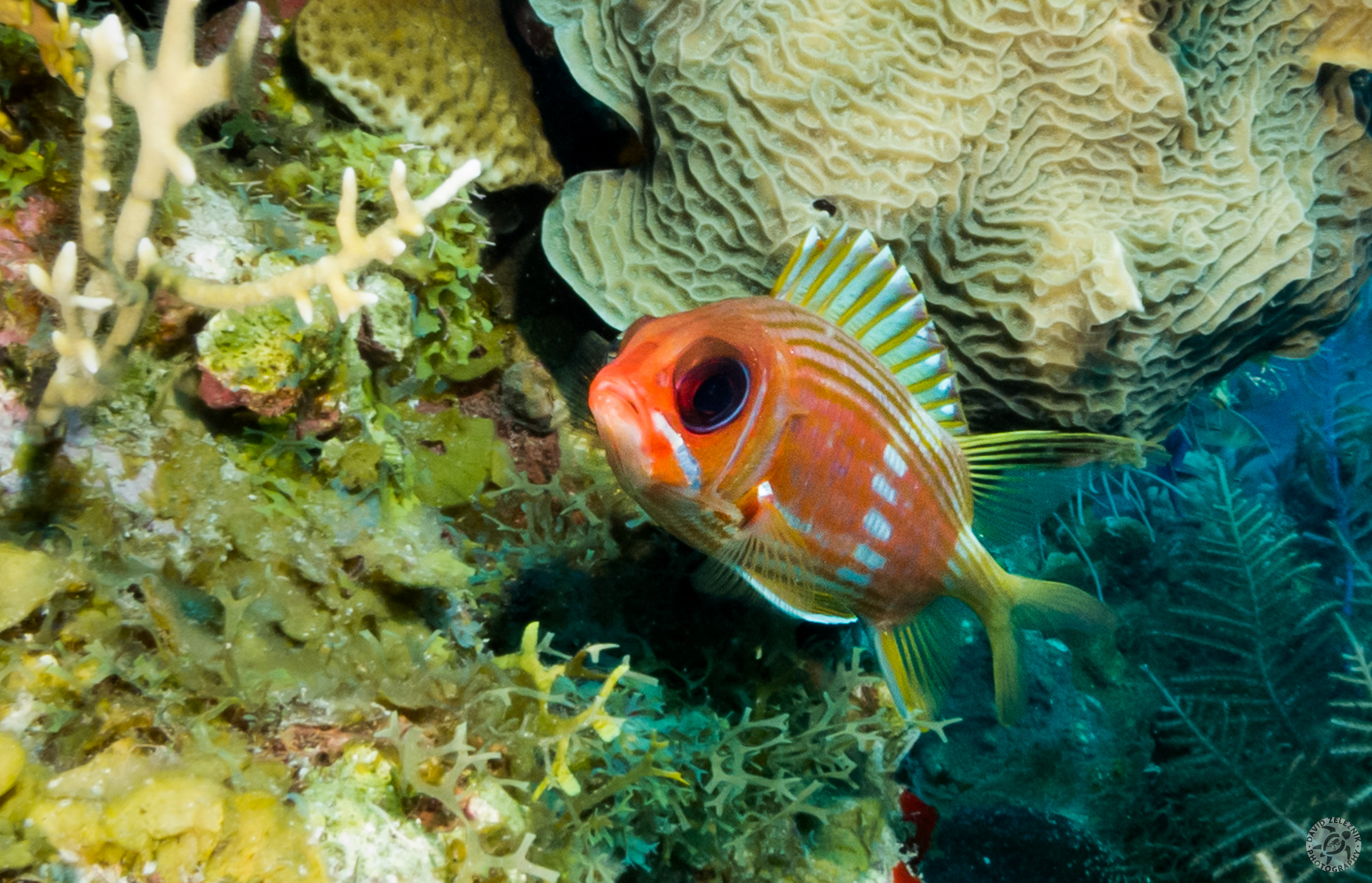 Squirrelfish<br/><small>Trinity Caves dive site, Grand Cayman</small>