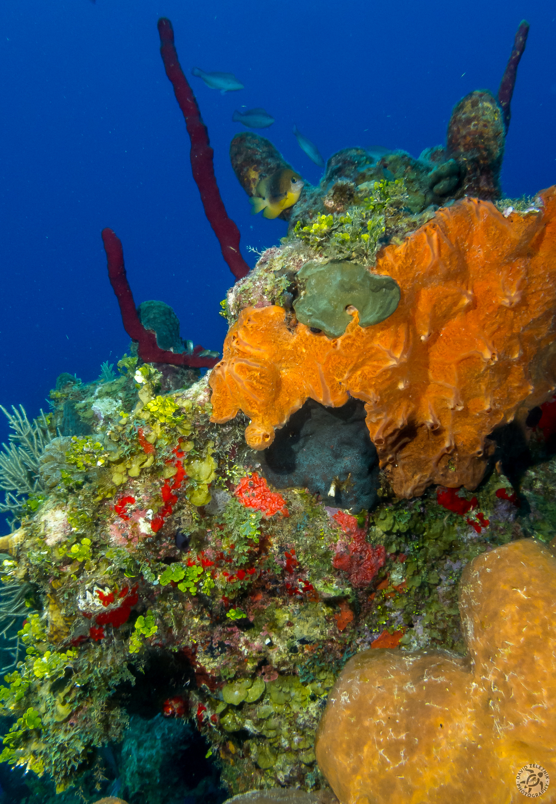 In Between dive site<br/><small>Grand Cayman</small>