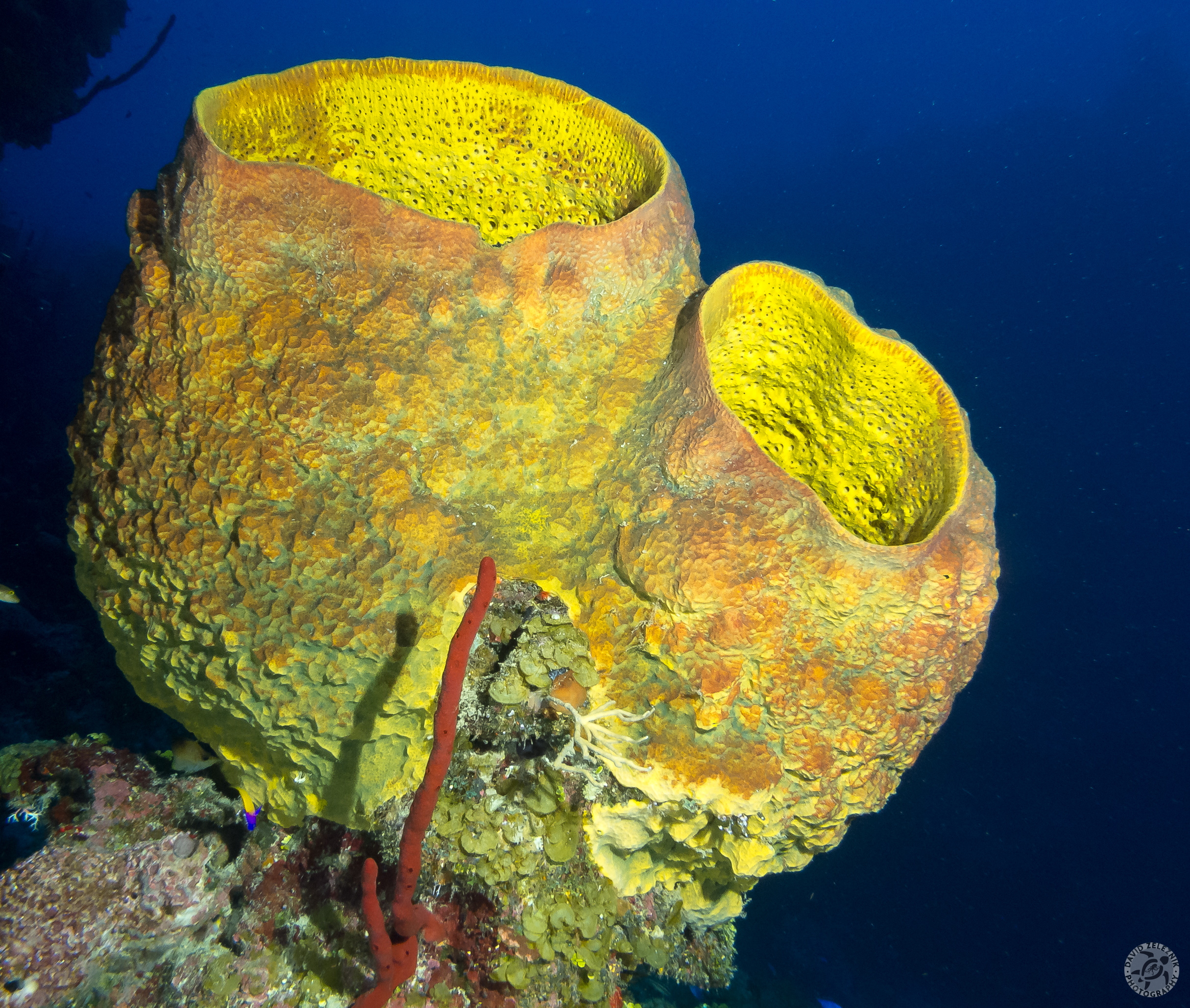 Netted Barrel Sponges<br/><small>In Between dive site, Grand Cayman</small>
