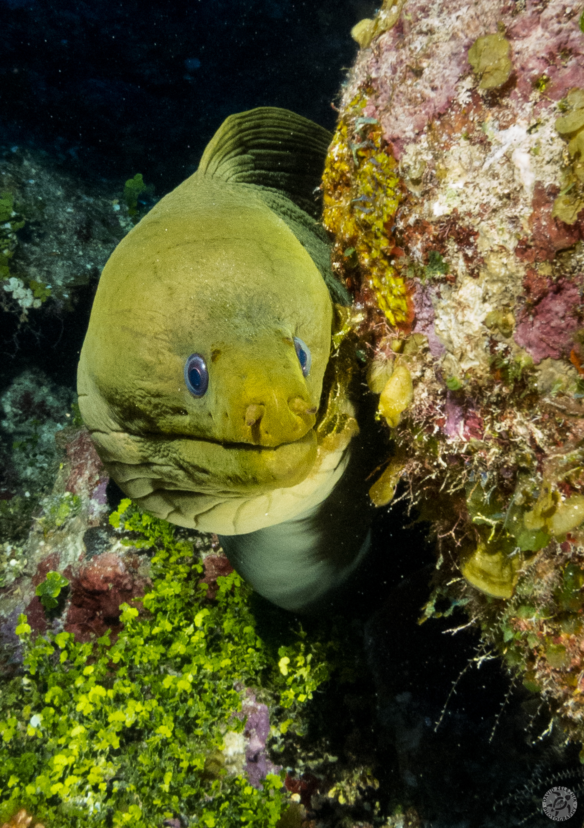 Green Moray<br/><small>North West Point dive site, Grand Cayman</small>