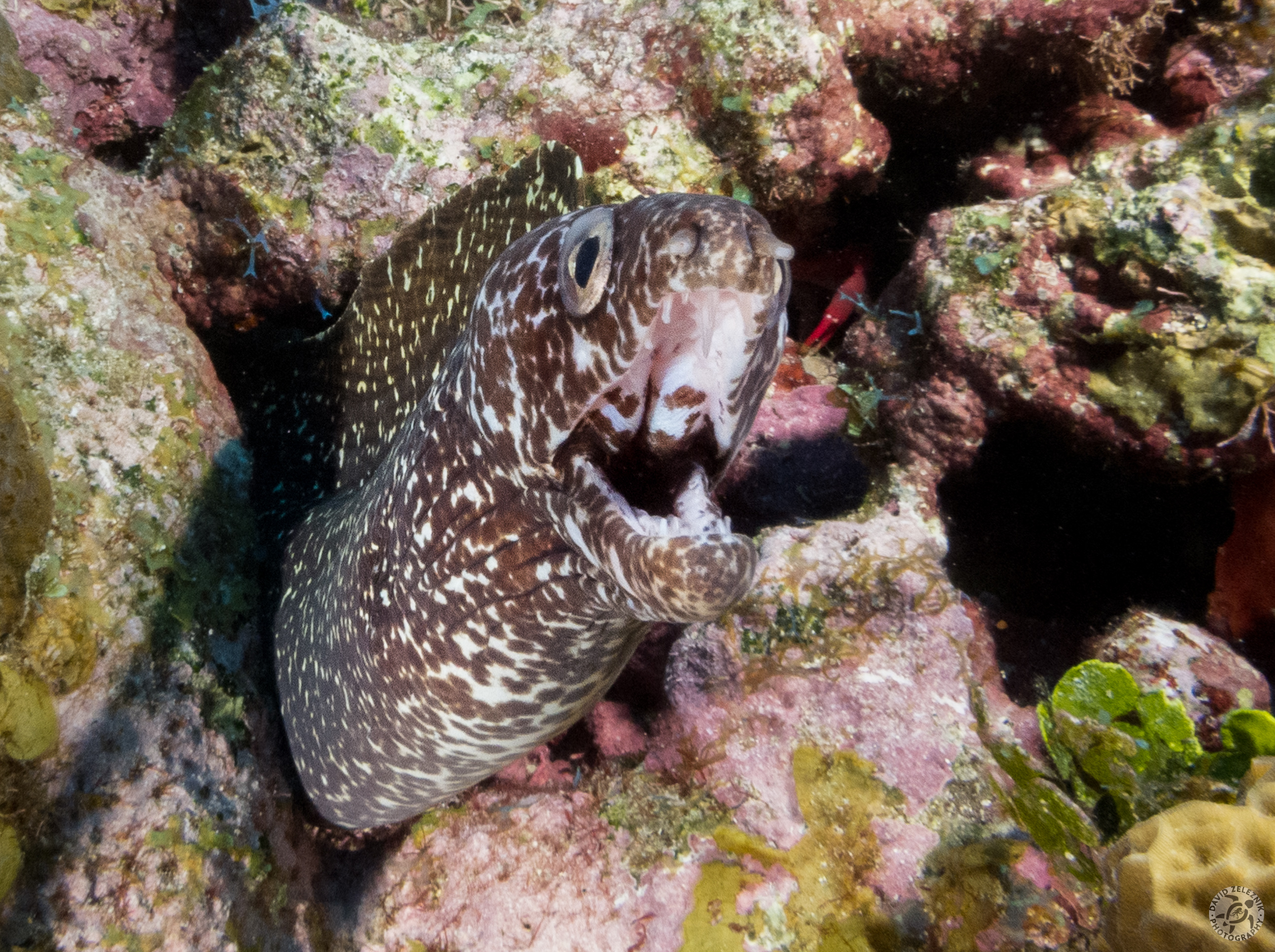 Spotted Moray<br/><small>North West Point dive site, Grand Cayman</small>