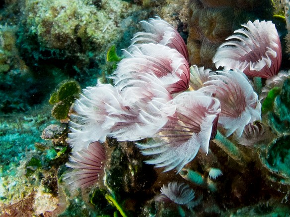 Feather Duster Worms at Trinity Caves Jan 21, 2013 8:28 AM : Diving, Grand Cayman