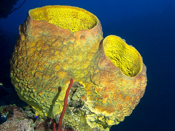 A giant yellow Netted Barrel Sponge Jan 22, 2013 8:05 AM : Diving, Grand Cayman