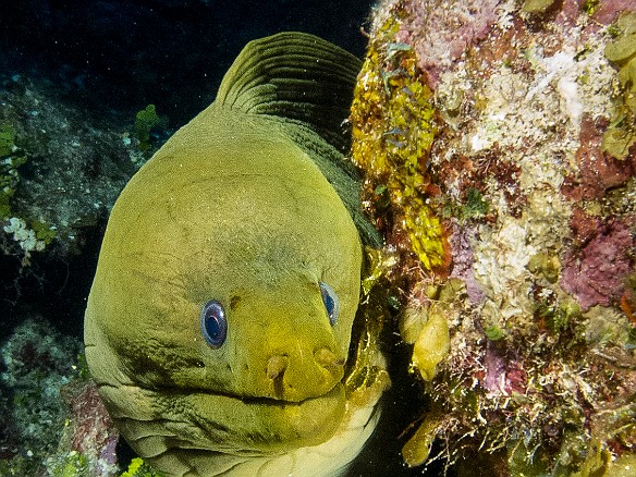 Green Moray peeking out at the North West Point dive site Jan 24, 2013 8:15 AM : Diving, Grand Cayman