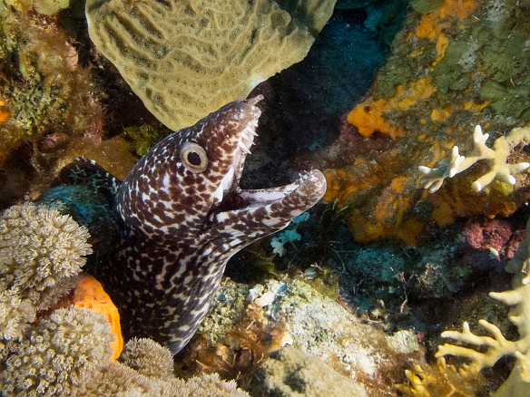 North West Point was chock full of morays. This Spotted Moray was open for business. Jan 24, 2013 8:22 AM : Diving, Grand Cayman