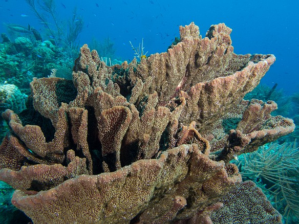 An atypically shaped large Brown Bowl Sponge Jan 24, 2013 9:47 AM : Diving, Grand Cayman