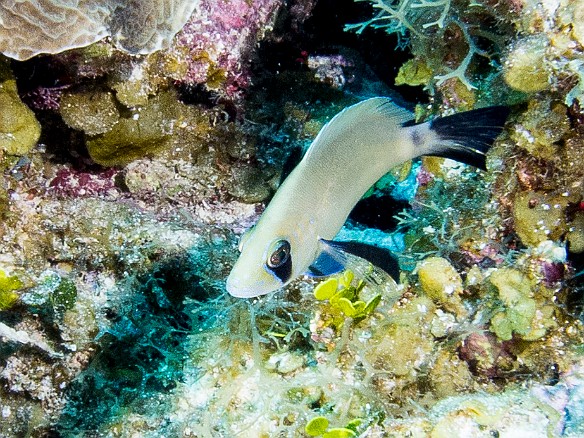 A Masked Hamlet at Rainbow Reef, relatively uncommon and a treat to find Jan 24, 2013 10:08 AM : Diving, Grand Cayman
