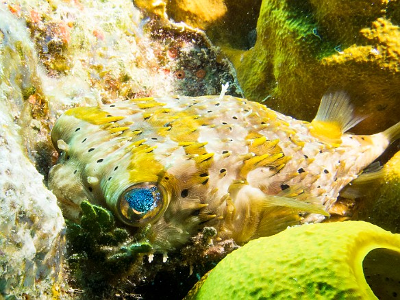 A Balloonfish nestled into Rainbow Reef Jan 24, 2013 10:19 AM : Diving, Grand Cayman