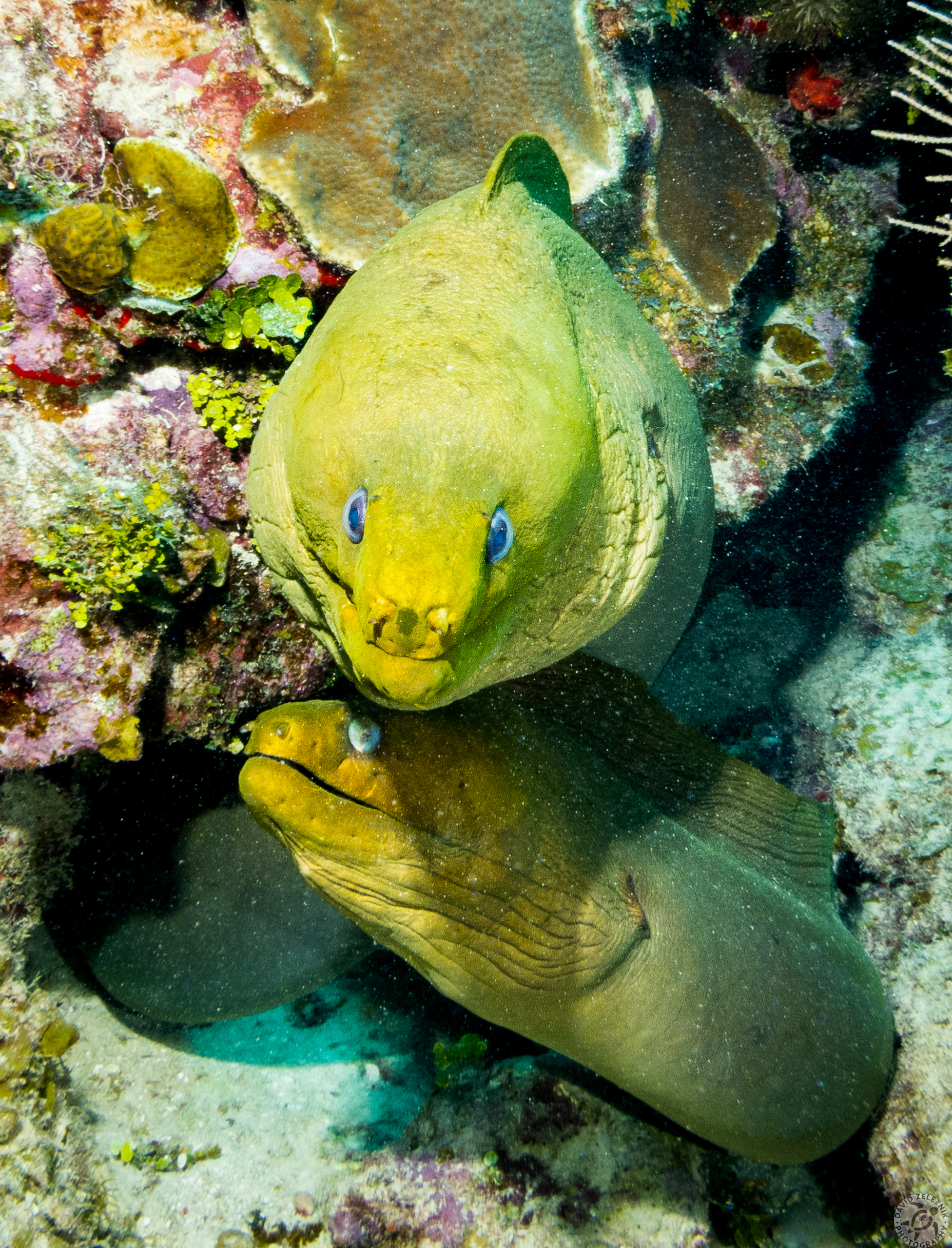 Two for One - as one Giant Green Moray came out to inspect his reflection in my port, the other eel came out of the same hole to see what was going on