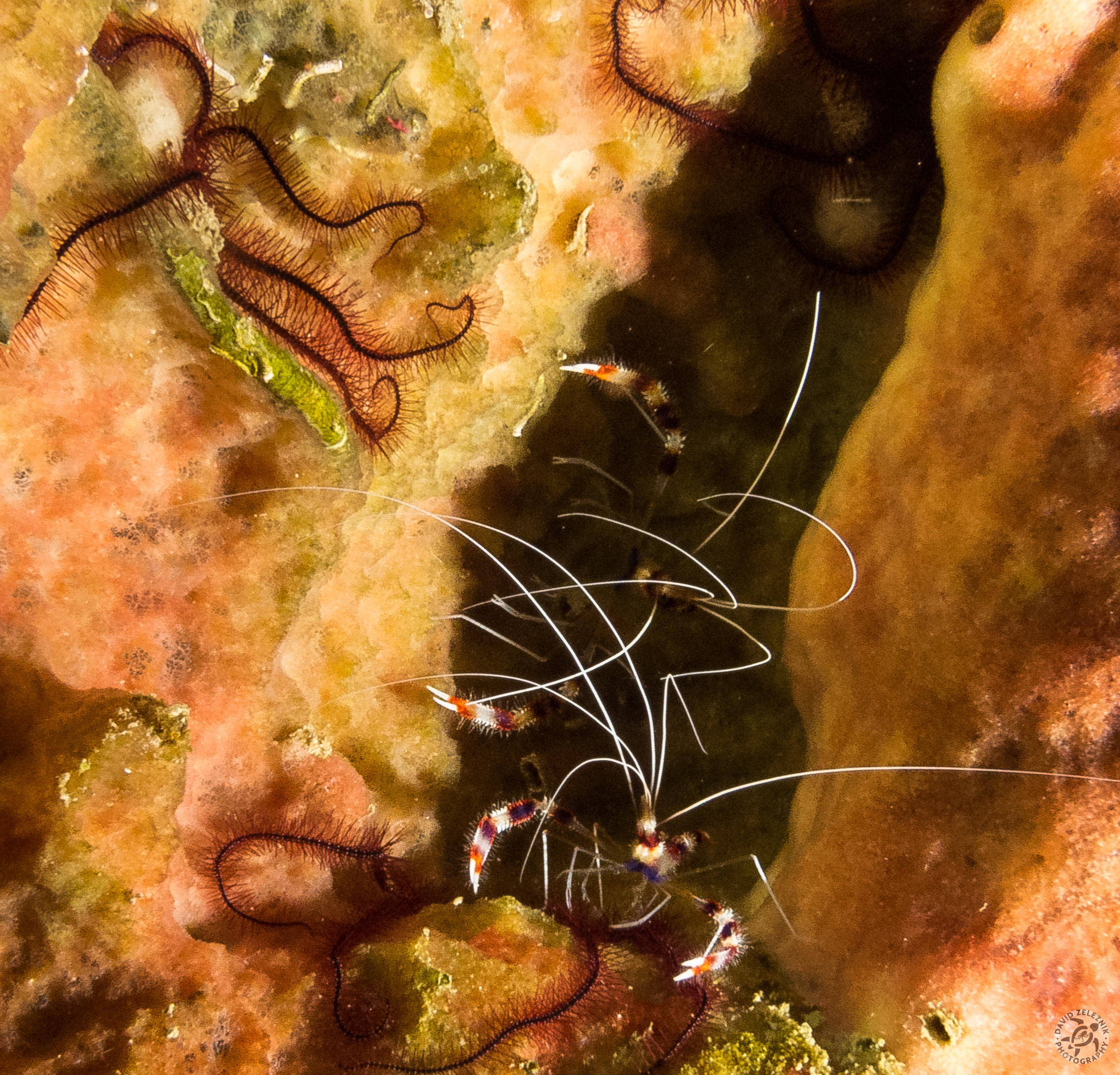 Banded Coral Shrimp and Brittle Stars nestled in a sponge<br/><small>Little Tunnels dive site, Grand Cayman</small>