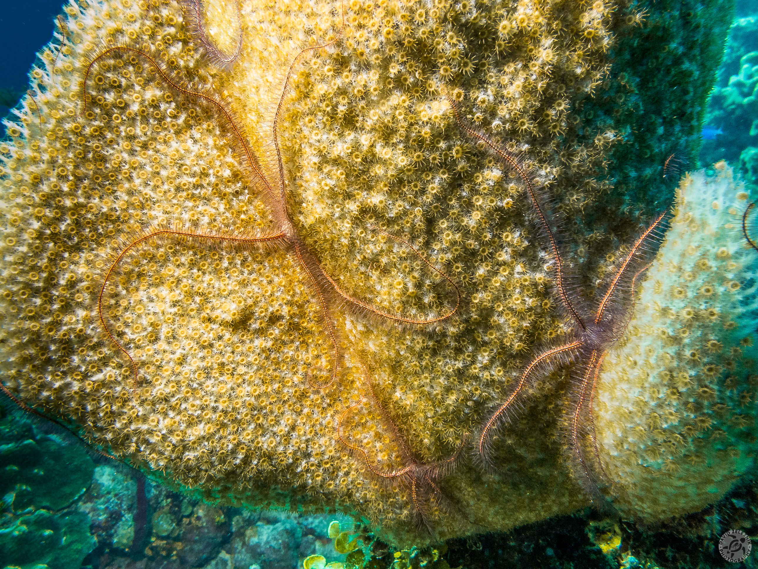 Brittle Stars<br/><small>Mitch Miller's Reef, Grand Cayman</small>