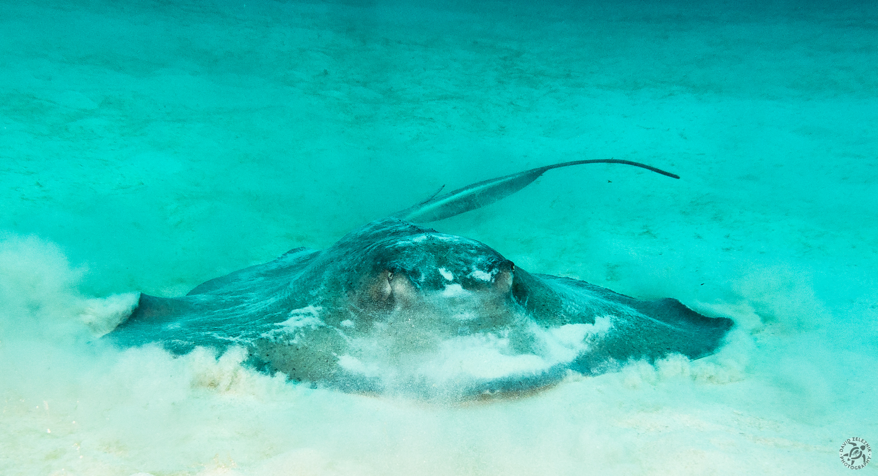 Carribean Stingray<br/><small>Peppermint Reef, Grand Cayman</small>
