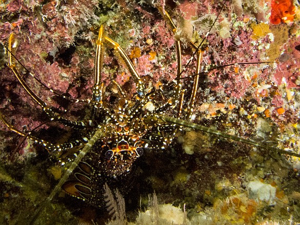Upside down spiny lobstah at Trinity Caves Jan 20, 2014 8:05 AM : Diving, Grand Cayman