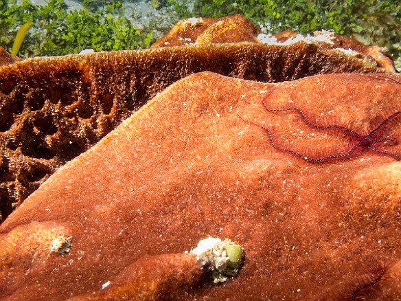 Brittle stars on a sponge Jan 20, 2014 8:10 AM : Diving, Grand Cayman