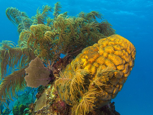 Turtle Schooner Reef Jan 20, 2014 9:31 AM : Diving, Grand Cayman