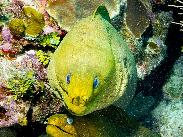 As one Giant Green Moray came out to inspect his reflection in my port, the other eel came out of the same hole to see what was going on Jan 21, 2014 9:45 AM : 7 Day Nature Challenge, Diving, Grand Cayman, Instagram