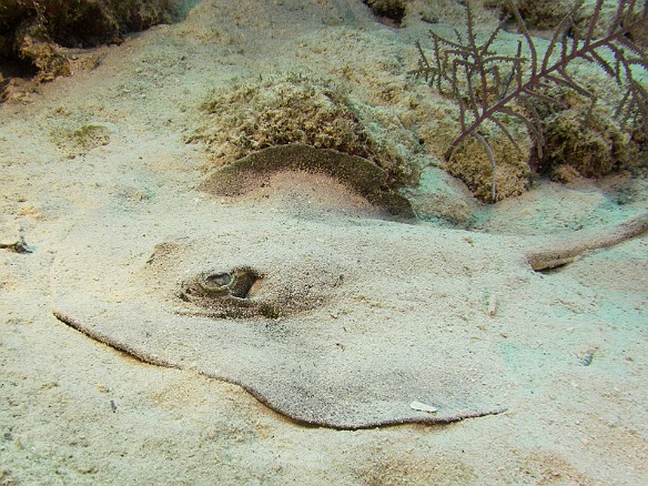 Stingray in the sand Jan 21, 2014 9:56 AM : Diving, Grand Cayman