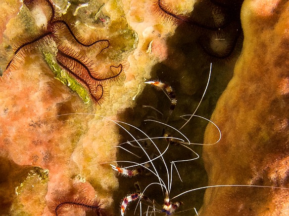 Banded coral shrimp and brittle stars nestled in a sponge at Little Tunnels Jan 21, 2014 8:08 AM : Diving, Grand Cayman