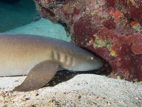 Reef shark taking a snooze Jan 22, 2014 8:14 AM : Diving, Grand Cayman