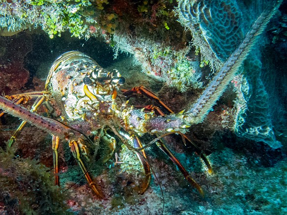 Lobsters a'plenty at Bullwinkle dive site on the South Sound Jan 22, 2014 8:41 AM : Diving, Grand Cayman