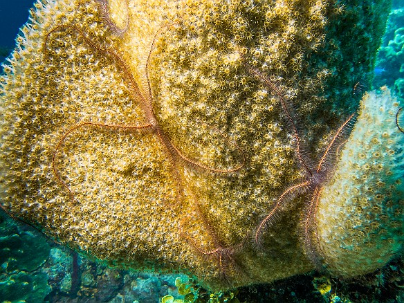Yet more brittle stars! Jan 23, 2014 9:58 AM : Diving, Grand Cayman