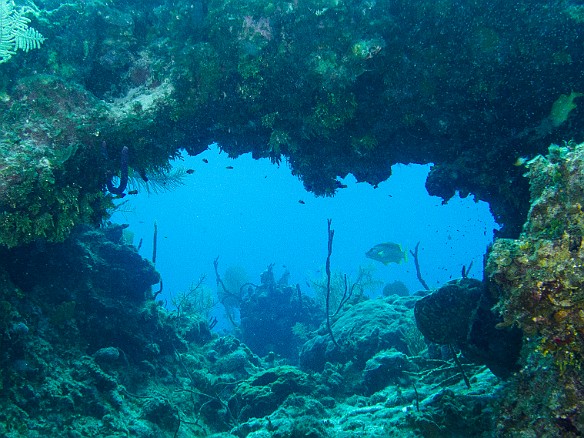 Archway at Peppermint Reef Jan 24, 2014 9:48 AM : Diving, Grand Cayman