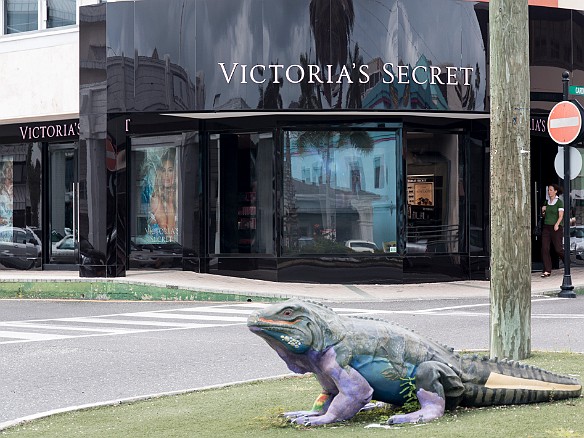 Thought the juxtapostion was kinda interesting in central Georgetown- a giant blue iguana street sculpture in front of Victoria's Secret Jan 24, 2014 1:38 PM : Grand Cayman