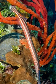 GrandCayman2015-DivingDay1-OrangeCanyon-005 Trumpetfish hiding among the rope sponges
