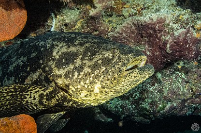 Jewfish Grouper Orange Canyon dive site, Grand Cayman Peeking under a ledge, I got startled when I spied the giant maw of this Jewfish. This was the largest grouper I have ever encountered, about the size of a...