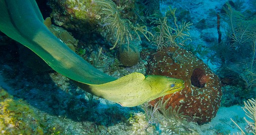 Green Moray swimming out in the open Green Moray swimming out in the open
