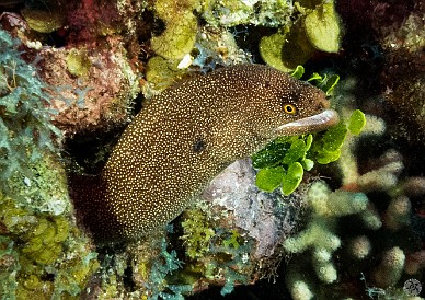 GrandCayman2015-DivingDay2-LittleTunnels-022 And nearby was this Goldentail Moray