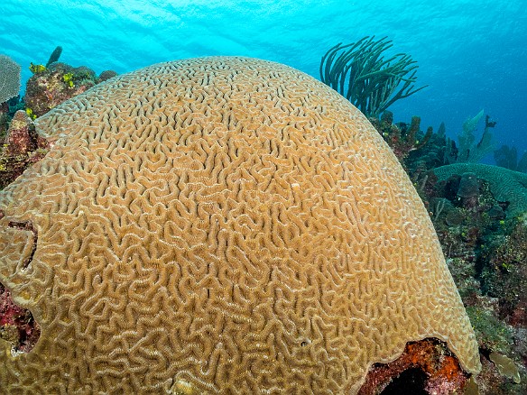 Brain Coral Prospect Reef, Grand Cayman Brain Coral at Prospect Reef