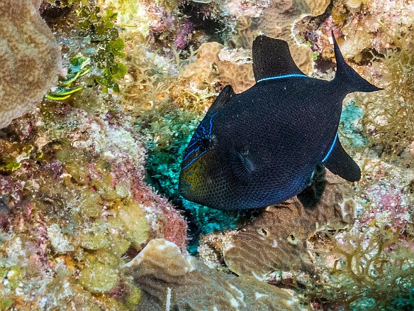Black Durgon Rainbow Reef, Grand Cayman Black Durgon, a species of Triggerfish