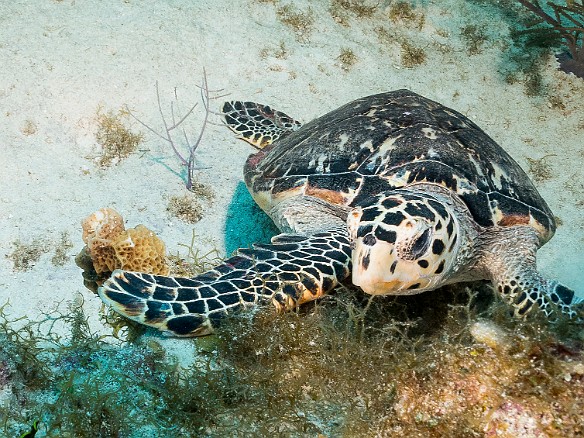 Baby Turtle grazing Rainbow Reef, Grand Cayman Baby Turtle grazing for lunch at Rainbow Reef