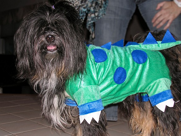 Josie dresses up as Dogzilla to terrorize the neighborhood Oct 31, 2009 5:39 PM : Halloween, Josie