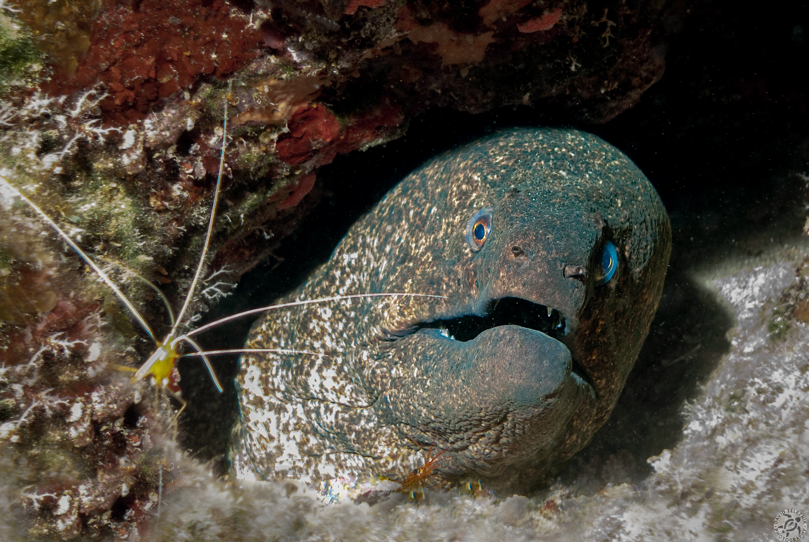 One of my first dives with my first digital setup was off the Waianae coast of Oahu where I found this Giant Moray sharing space with a couple of cleaner shrimp