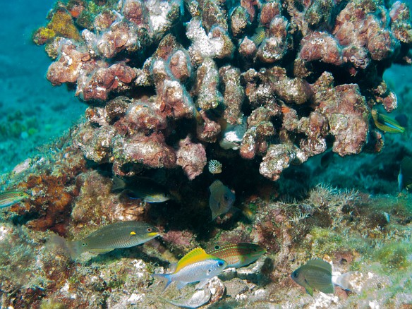 Schooling fish at Land of Oz May 15, 2008 10:55 AM : Diving, Oahu