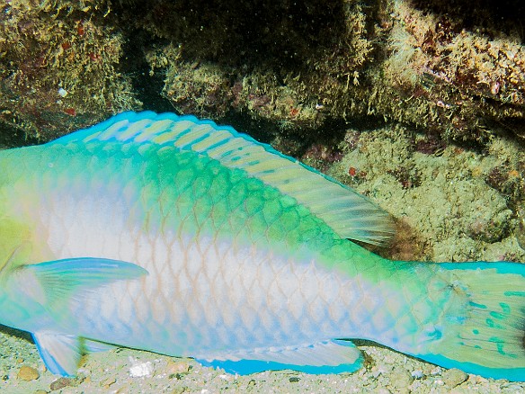 At night, this Parrotfish was sleeping sheltered under some rocks May 19, 2008 8:18 PM : Diving, Kauai